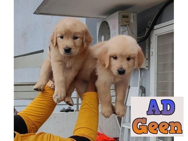 used Fully top quality Golden Retriever with kci and microchip whatsaap 8019630452 for sale 
